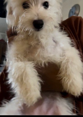 Pet Profile Image