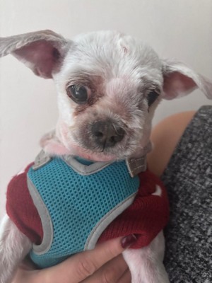 Pet Profile Image