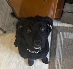 Pet Profile Image
