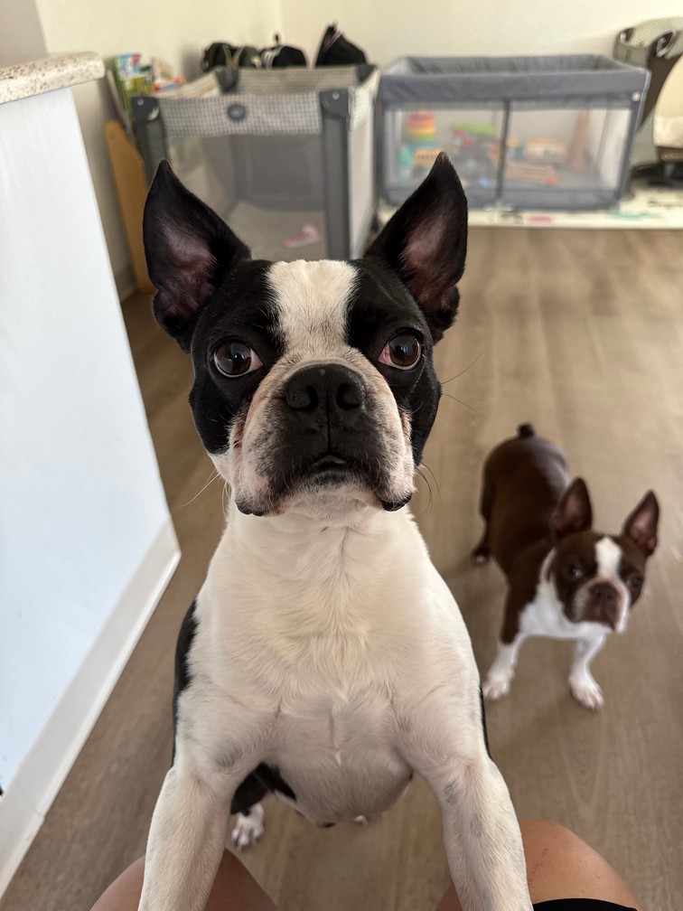 Pet Profile Image