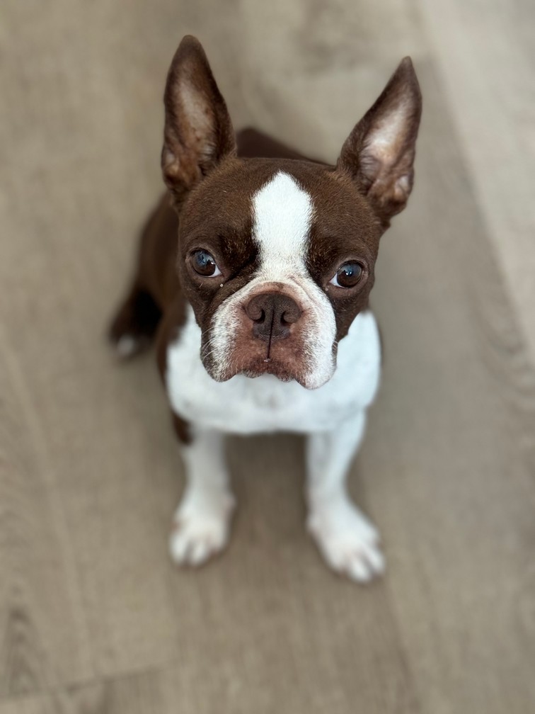 Pet Profile Image