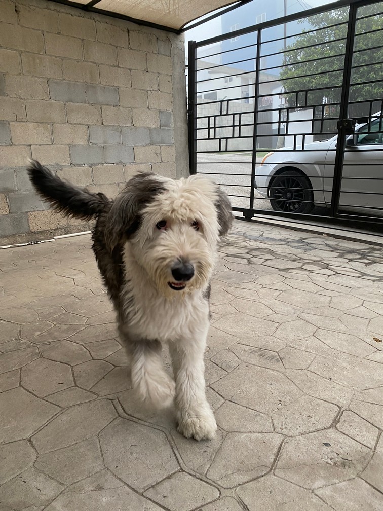 Pet Profile Image