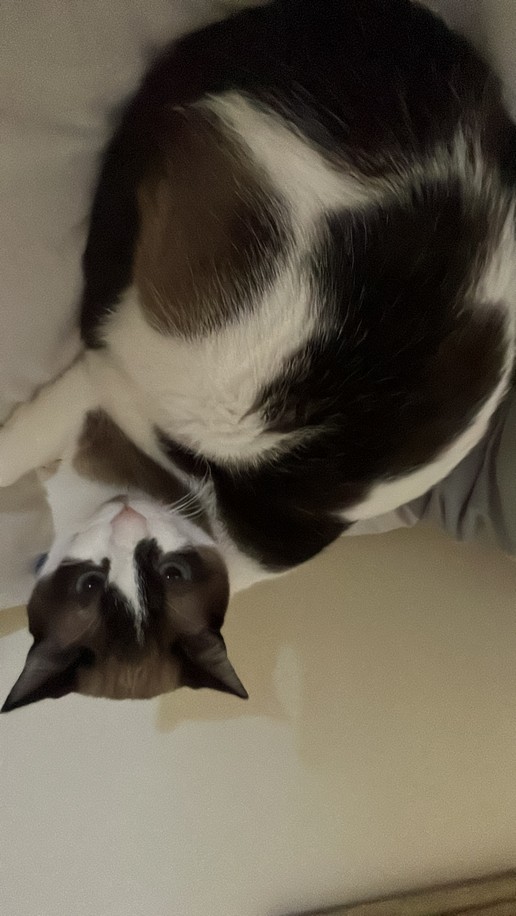 Pet Profile Image