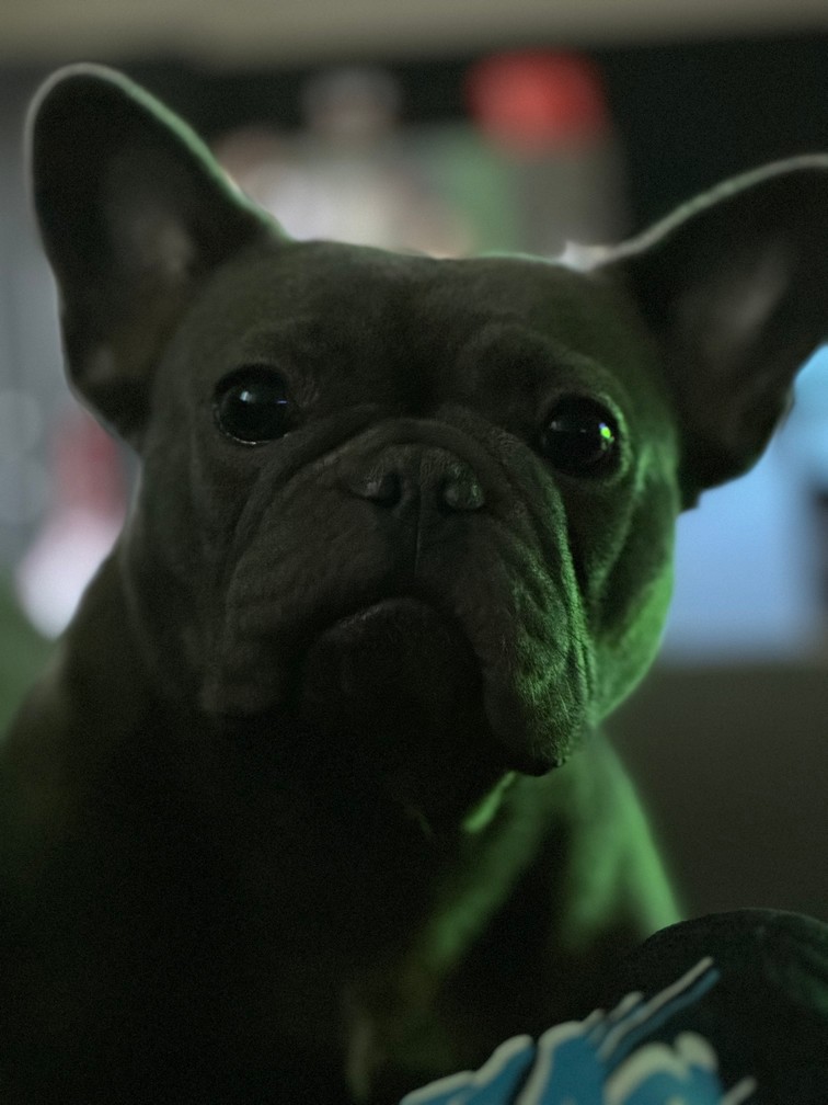 Pet Profile Image