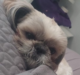 Pet Profile Image