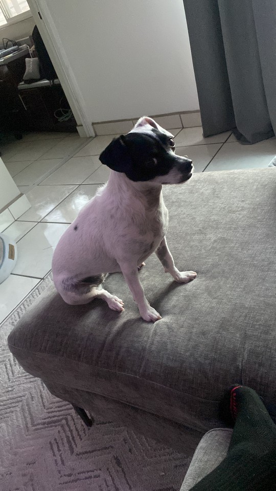 Pet Profile Image