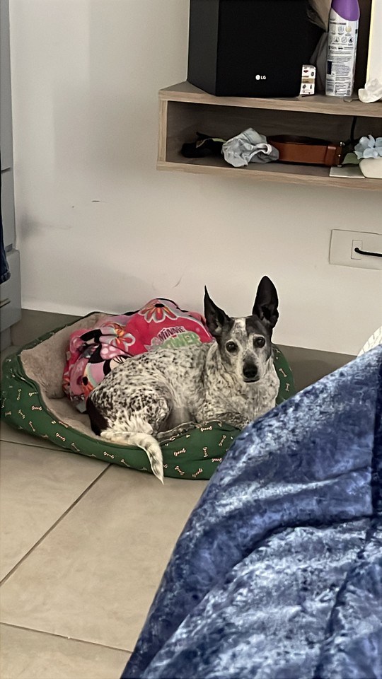 Pet Profile Image