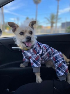 Pet Profile Image