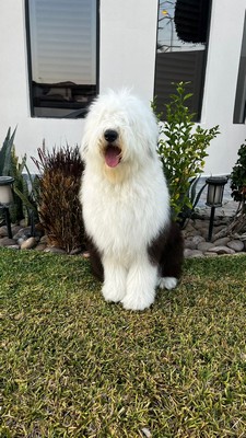 Pet Profile Image