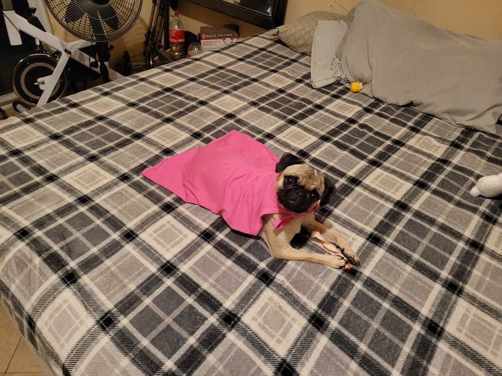 Pet Profile Image