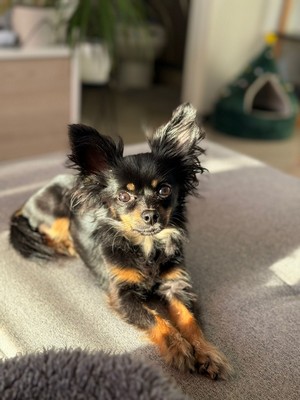 Pet Profile Image
