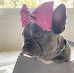 Pet Profile Image