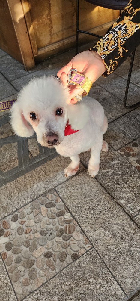 Pet Profile Image