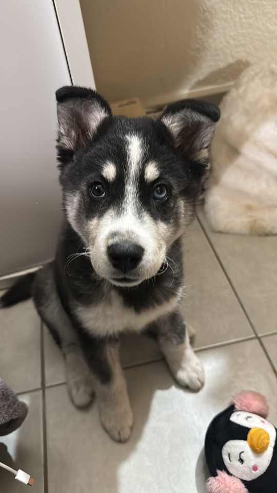 Pet Profile Image