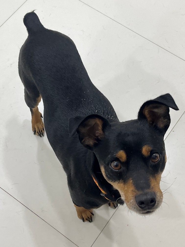 Pet Profile Image