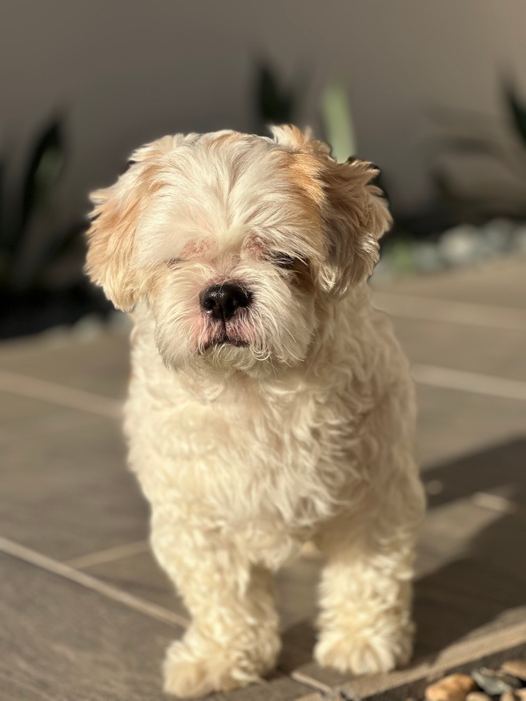 Pet Profile Image