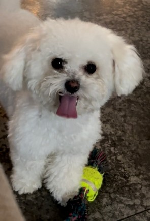 Pet Profile Image