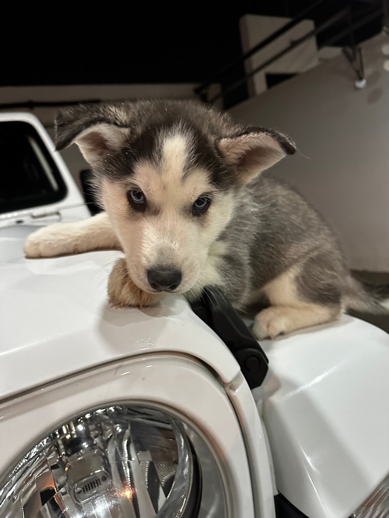 Pet Profile Image