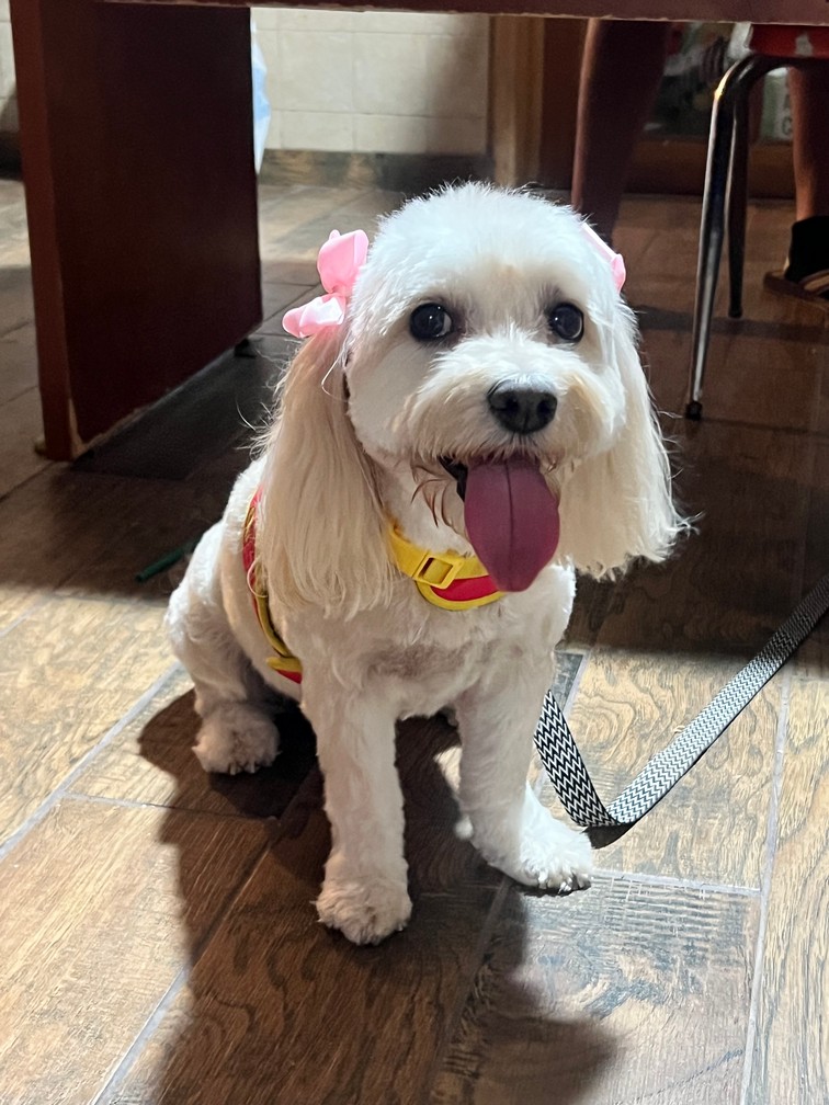 Pet Profile Image