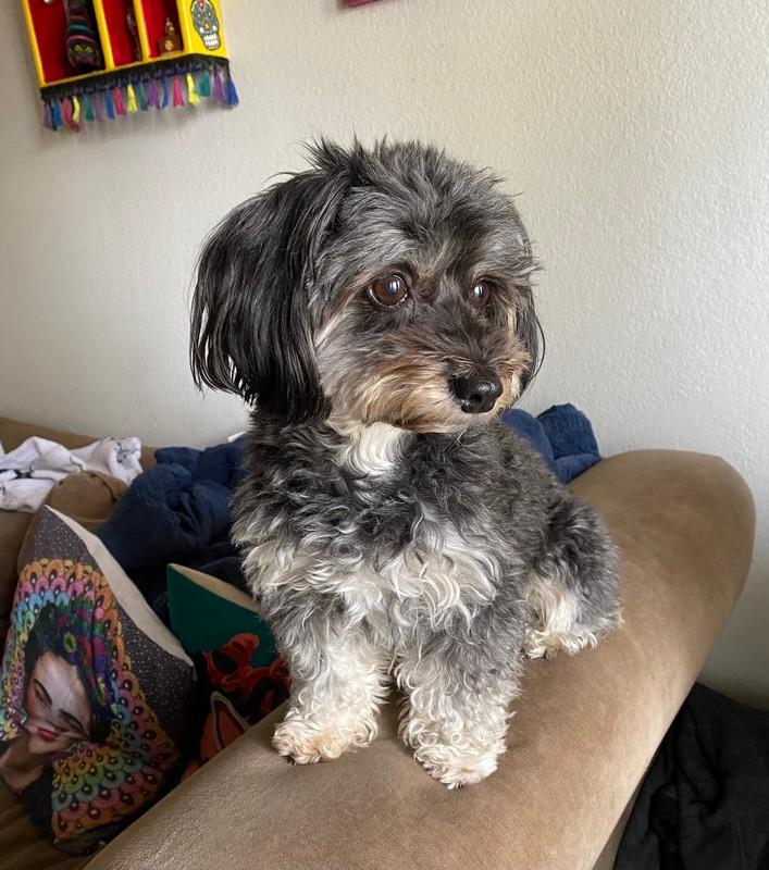Pet Profile Image