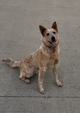 Pet Profile Image