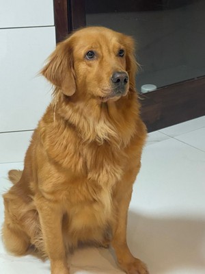 Pet Profile Image