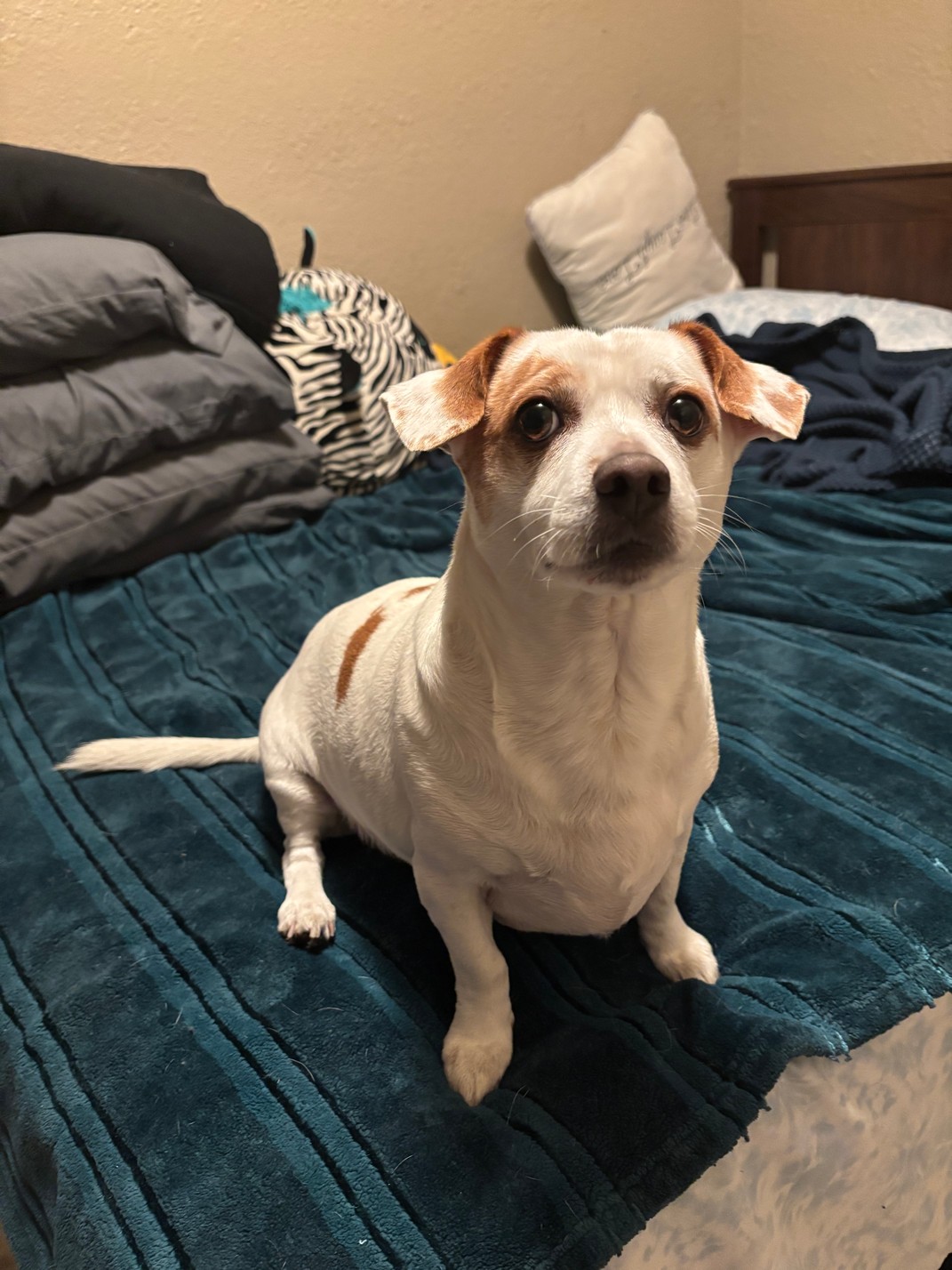 Pet Profile Image