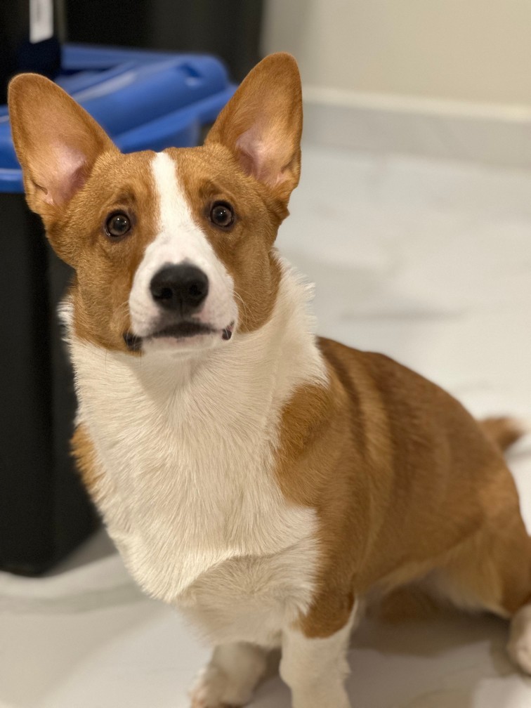 Pet Profile Image