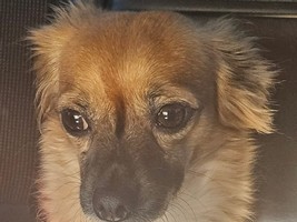 Pet Profile Image