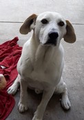 Pet Profile Image