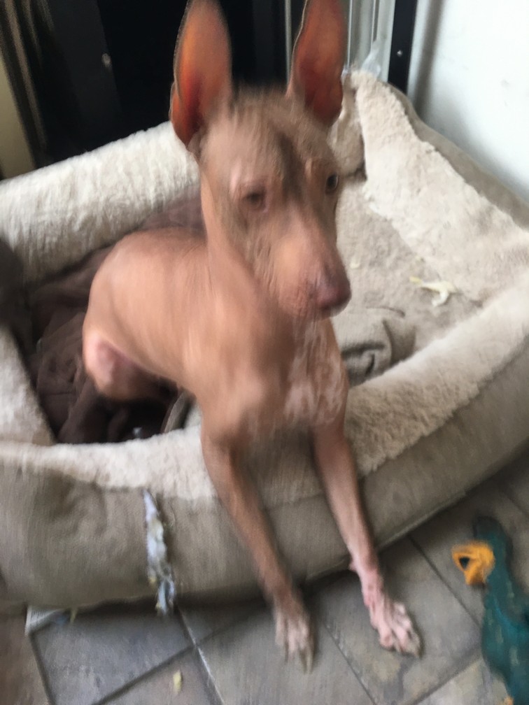Pet Profile Image