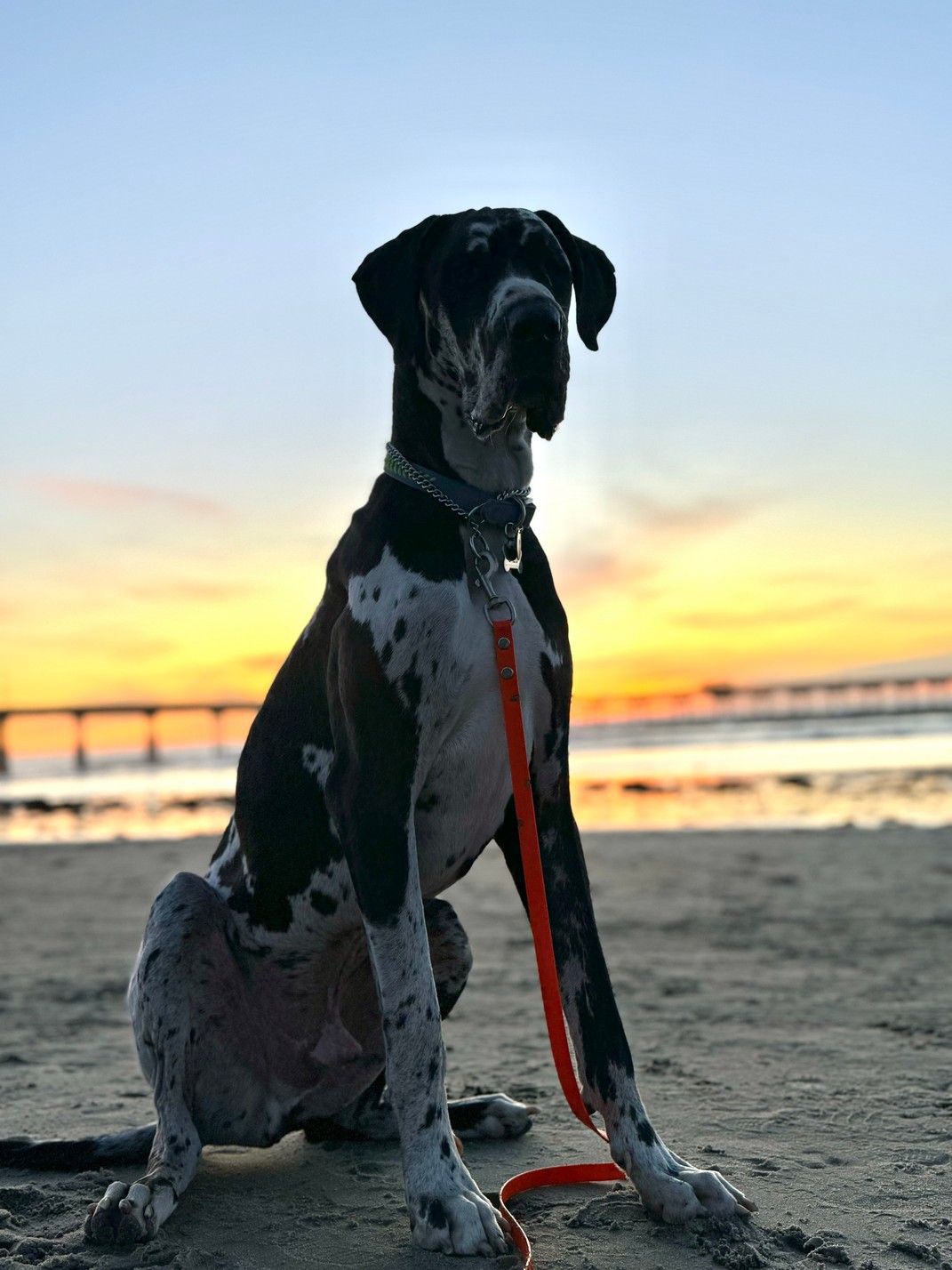 Pet Profile Image