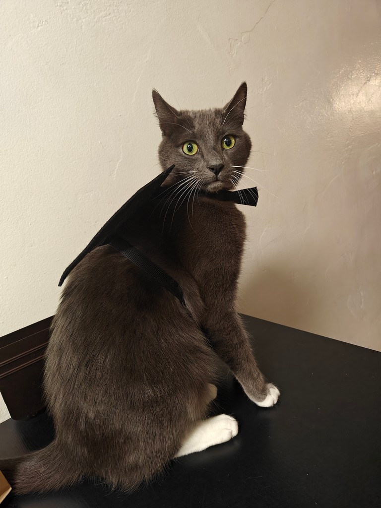 Pet Profile Image