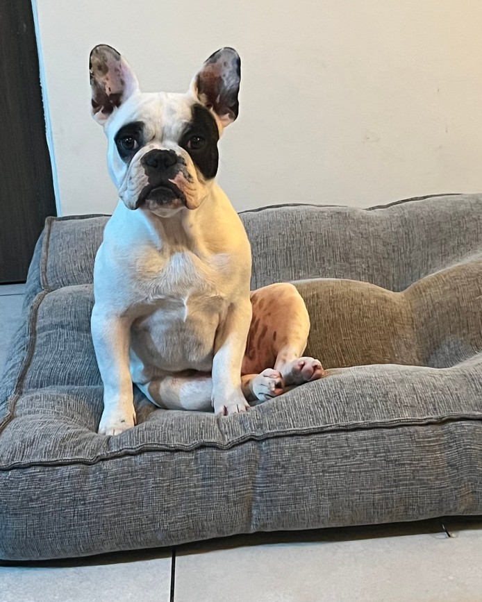 Pet Profile Image