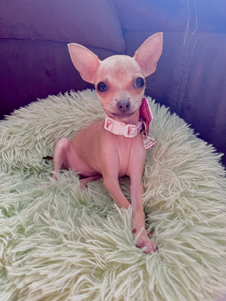 Pet Profile Image