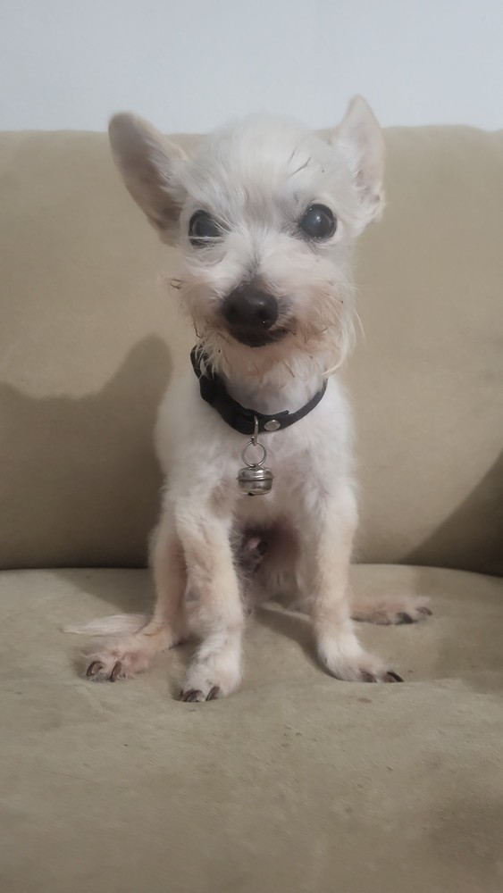 Pet Profile Image