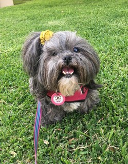 Pet Profile Image