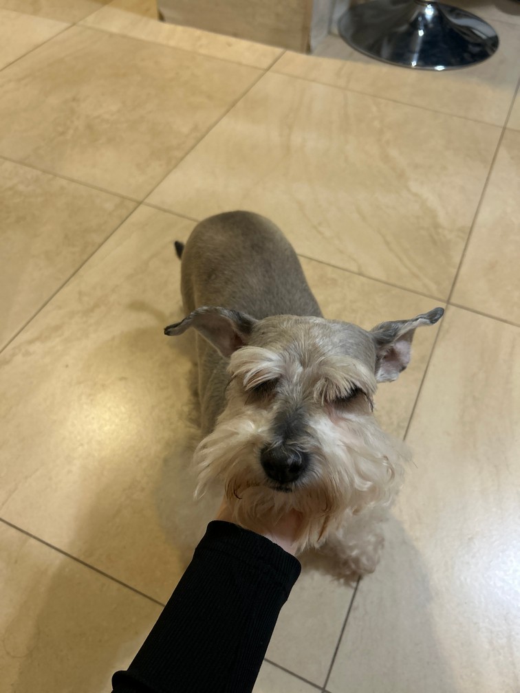 Pet Profile Image