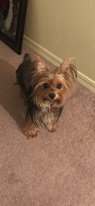Pet Profile Image