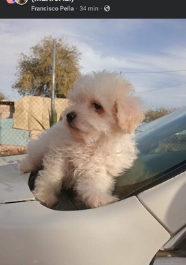 Pet Profile Image