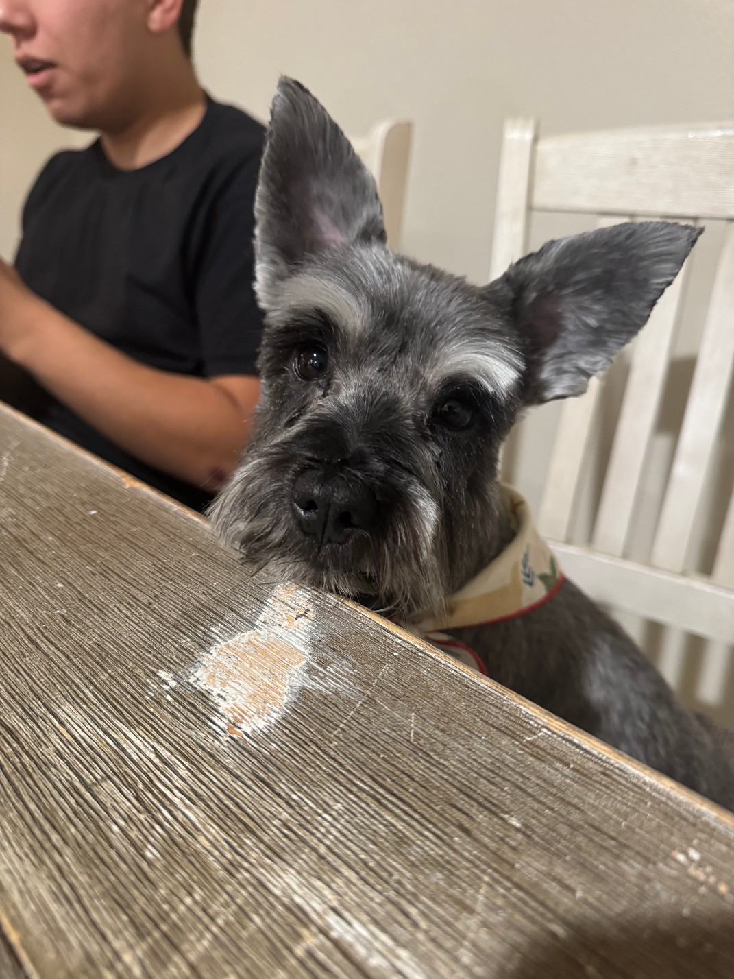 Pet Profile Image