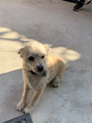 Pet Profile Image