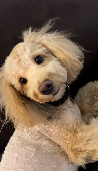 Pet Profile Image