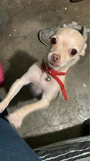 Pet Profile Image