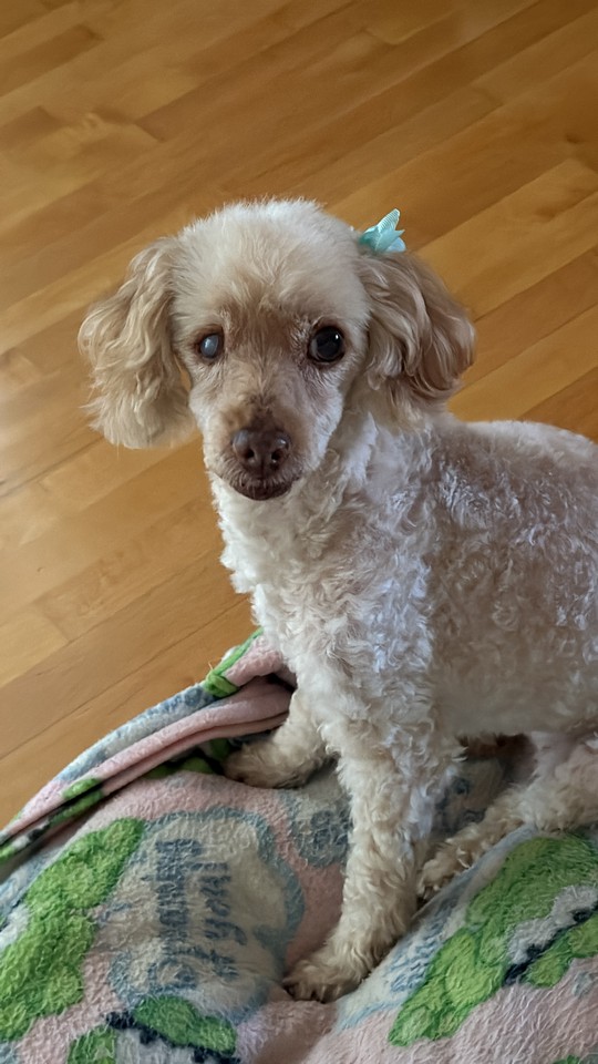 Pet Profile Image