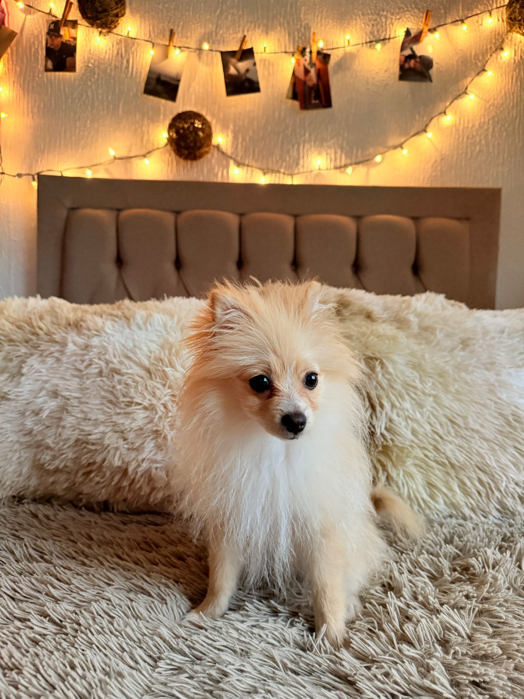 Pet Profile Image