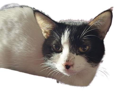 Pet Profile Image