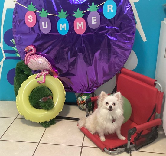 Pet Profile Image