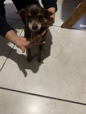 Pet Profile Image
