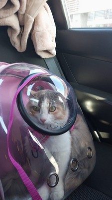Pet Profile Image
